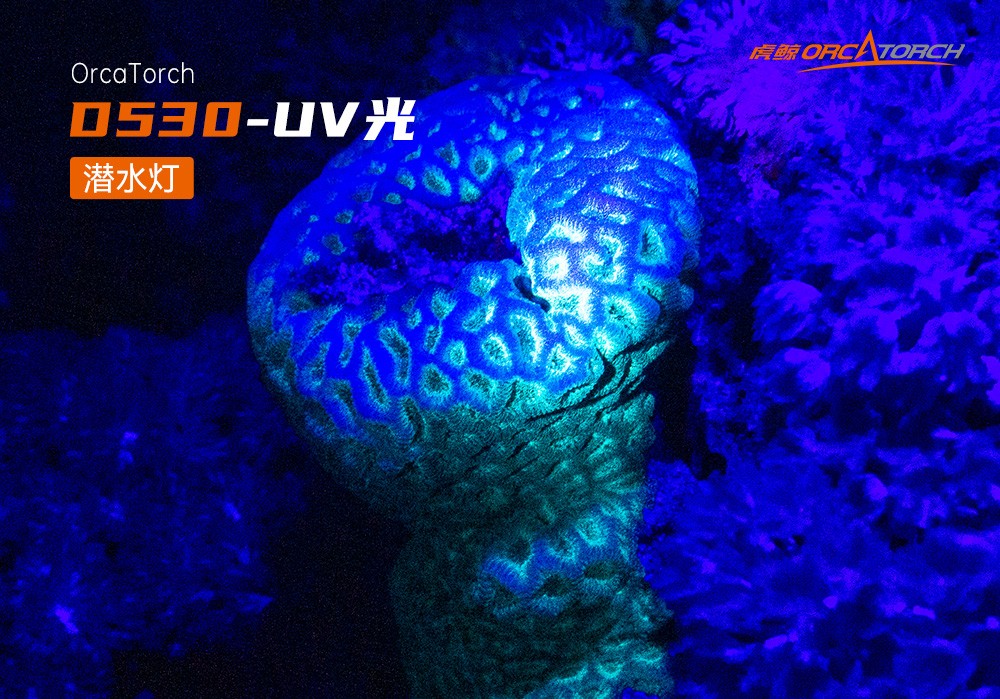 D530 UV 紫外線 潛水攝影照(zhào)明_潛水(shuǐ)照明_水下攝(shè)影照明_潛水攝影補光燈_ 91抖阴下载OrcaTorch